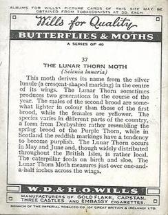 1938 Wills's Butterflies & Moths #37 Lunar Thorn Moth Back