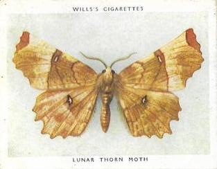 1938 Wills's Butterflies & Moths #37 Lunar Thorn Moth Front