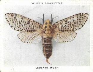 1938 Wills's Butterflies & Moths #40 Leopard Moth Front