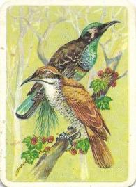 1959 Tuckfield's Australiana Bird Studies #8 Magnificent Riflebird Front