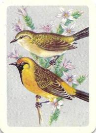 1959 Tuckfield's Australiana Bird Studies #18 Orange Chat Front