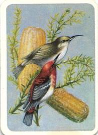 1959 Tuckfield's Australiana Bird Studies #23 Scarlet Honeyeater Front