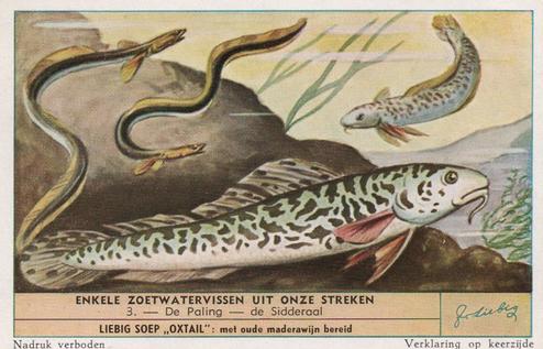1953 Liebig Enkele Zoetwatervissen uit Onze Streken (Freshwater Fish) (Dutch Text) (F1574, S1573) #3 De Paling - de Sidderaal Front