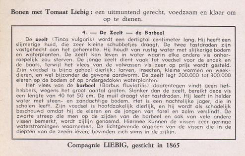 1953 Liebig Enkele Zoetwatervissen uit Onze Streken (Freshwater Fish) (Dutch Text) (F1574, S1573) #4 De Zeelt - de Barbeel Back
