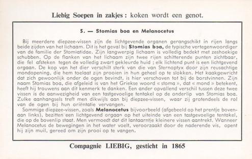 1959 Liebig Lichtgevende Dieren (Luminous Animals) (Dutch Text) (F1702, S1704) #5 Stomias boa en Melanocetus Back