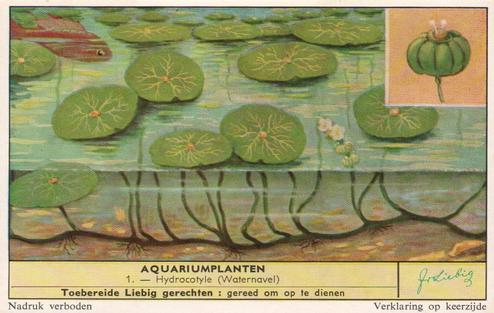 1959 Liebig Aquariumplanten (Aquarium Plants) (Dutch Text) (F1715, S1716) #1 Hydrocotyle (Waternavel) Front