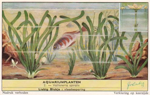1959 Liebig Aquariumplanten (Aquarium Plants) (Dutch Text) (F1715, S1716) #2 Vallisneria spiralis Front