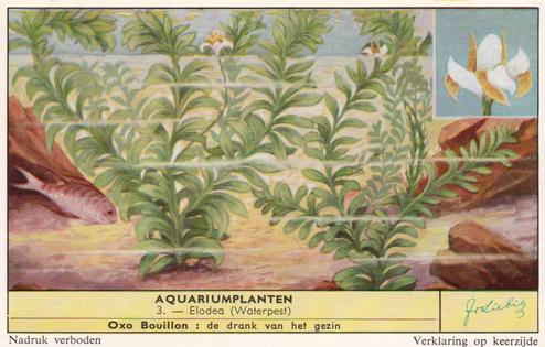 1959 Liebig Aquariumplanten (Aquarium Plants) (Dutch Text) (F1715, S1716) #3 Elodea (Waterpest) Front