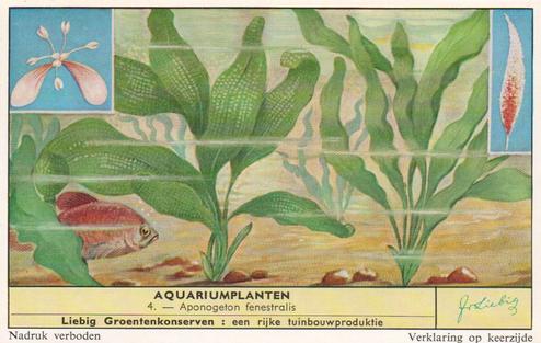 1959 Liebig Aquariumplanten (Aquarium Plants) (Dutch Text) (F1715, S1716) #4 Aponogeton fenestralis Front