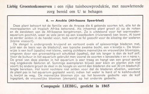1959 Liebig Aquariumplanten (Aquarium Plants) (Dutch Text) (F1715, S1716) #6 Anubis (Afrikaans Speerblad) Back