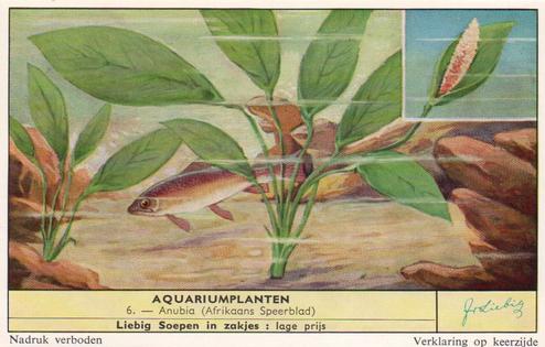 1959 Liebig Aquariumplanten (Aquarium Plants) (Dutch Text) (F1715, S1716) #6 Anubis (Afrikaans Speerblad) Front