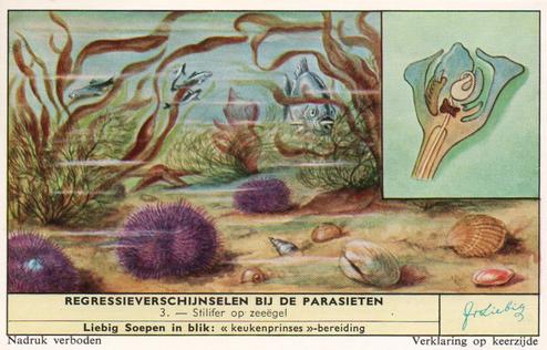 1960 Liebig Regressierverschijnselen Bij De Parasieten (Parasites and their Hosts) (Dutch Text) (F1738, S1729) #3 Stilifer op Zeeegel Front