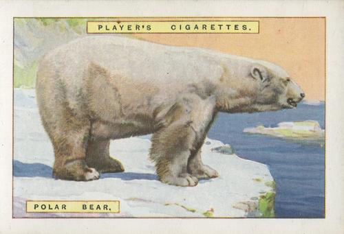 1924 Player's Natural History (Large 1st series) #1 Polar Bear Front