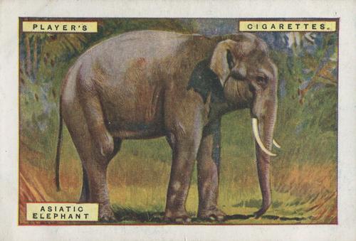 1924 Player's Natural History (Large 1st series) #3 Asiatic Elephant Front