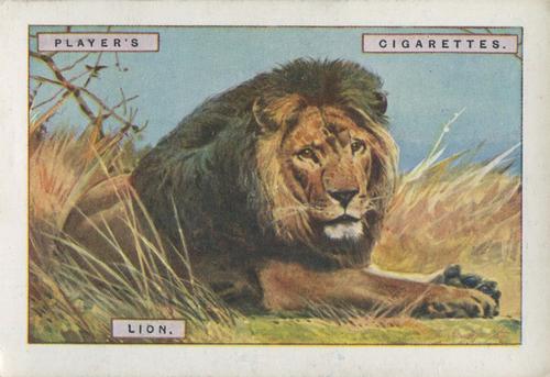 1924 Player's Natural History (Large 1st series) #8 Lion Front