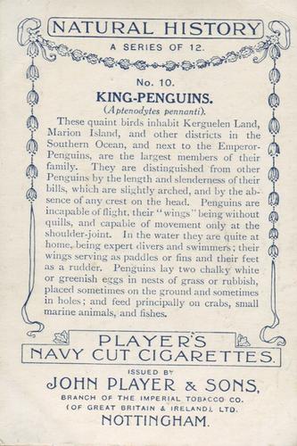 1924 Player's Natural History (Large 1st series) #10 King Penguins Back