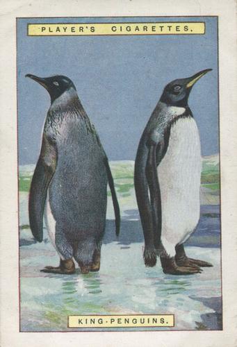 1924 Player's Natural History (Large 1st series) #10 King Penguins Front
