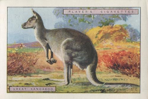 1924 Player's Natural History (Large 2nd series) #8 Great Kangaroo Front
