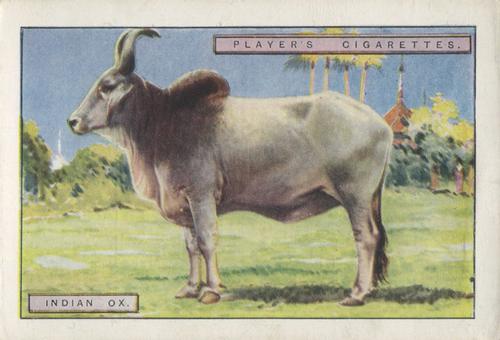 1924 Player's Natural History (Large 2nd series) #9 Indian Ox Front