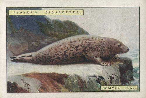 1924 Player's Natural History (Large 2nd series) #10 Common Seal Front