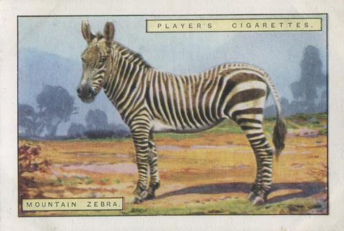 1924 Player's Natural History (Large 2nd series) #12 Mountain Zebra Front