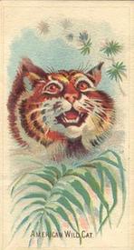 1920 Weber Animal Pictures Series A (D8) #NNO American Wild Cat Front