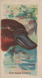1920 Weber Animal Pictures Series A (D8) #NNO Duck-Billed Platypus Front