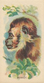 1920 Weber Animal Pictures Series A (D8) #NNO Monkey Front