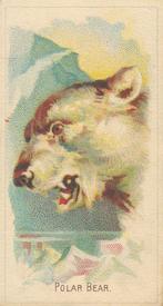 1920 Weber Animal Pictures Series A (D8) #NNO Polar Bear Front