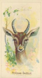 1920 Weber Animal Pictures Series A (D8) #NNO Persian Gazelle Front