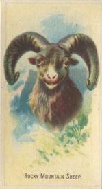 1920 Weber Animal Pictures Series A (D8) #NNO Rocky Mountain Sheep Front