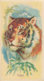 1920 Weber Animal Pictures Series A (D8) #NNO Tiger Front
