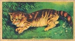 1925 Cowan’s Noted Cats (V17) #18 Common Tabby Cat Front