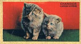 1925 Cowan’s Noted Cats (V17) #23 Chandos Cattery Kittens Front