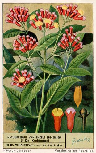 1953 Liebig Natuurkennis van Enkele Specerijen (Plant Life) (Dutch Text) (F1567, S1577) #5 De kruidnagel Front