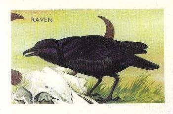 1959 Shell Project Cards; Series 3, Birds #124 Raven Front