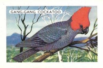 1959 Shell Project Cards; Series 3, Birds #141 Gang-Gang Cockatoo Front