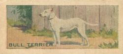 1920 Robertson’s Dog Series (V125) #5 Bull Terrier Front