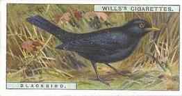 1915 Wills's British Birds #28 Blackbird Front