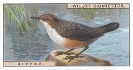 1915 Wills's British Birds #39 Dipper Front