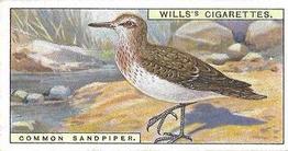 1915 Wills's British Birds #49 Common Sandpiper Front