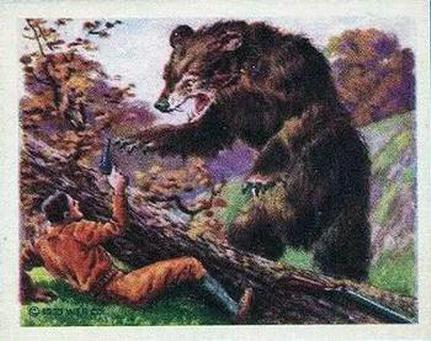 1933 Planters Canada Hunted Animals (V131) #2 Grizzly Bear Front