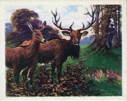 1933 Planters Canada Hunted Animals (V131) #4 Wapiti Deer Front