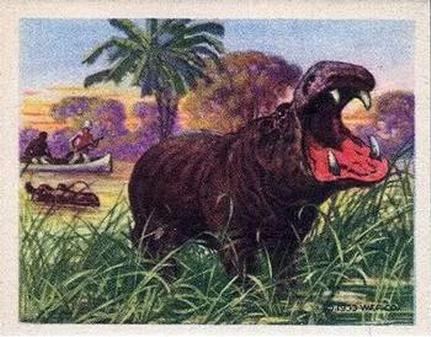 1933 Planters Canada Hunted Animals (V131) #9 Hippopotamus Front
