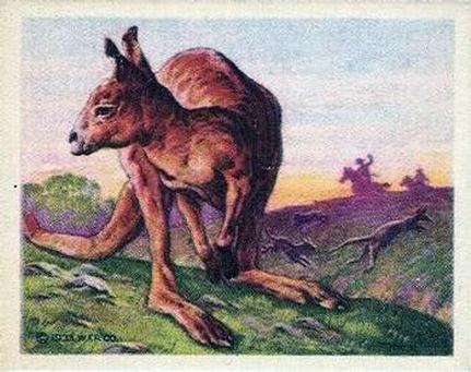 1933 Planters Canada Hunted Animals (V131) #11 Kangaroo Front
