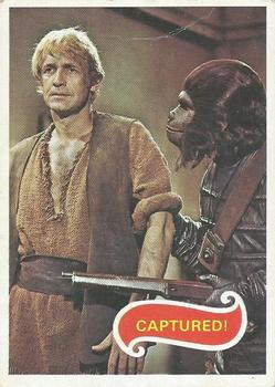 1975 Scanlens Planet of the Apes #34 Captured! Front