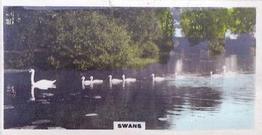 1926 Cavanders Camera Studies (Small) #15 Swans Front