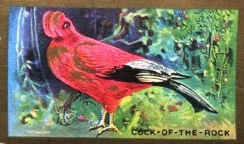 1926 Cavanders Foreign Birds #3 Cock of the Rock Front