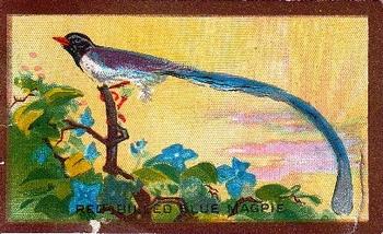1926 Cavanders Foreign Birds #6 Red-Billed Blue Magpie Front