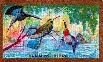 1926 Cavanders Foreign Birds #23 Humming Birds Front